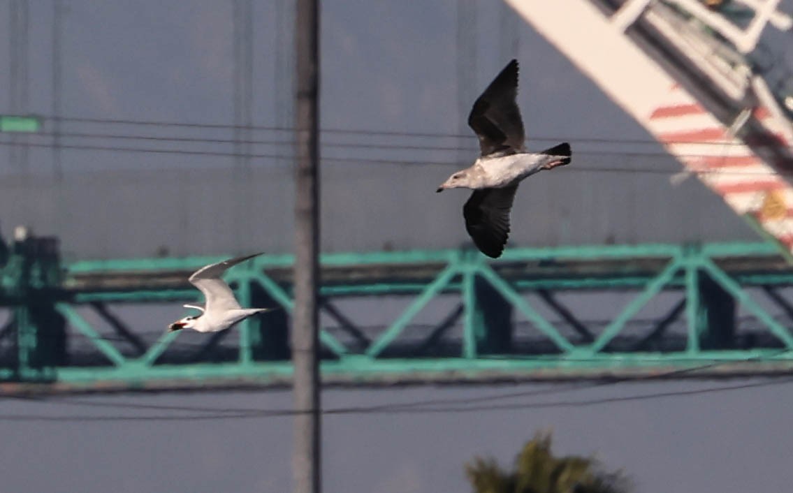 racek jezerní - ML646462777