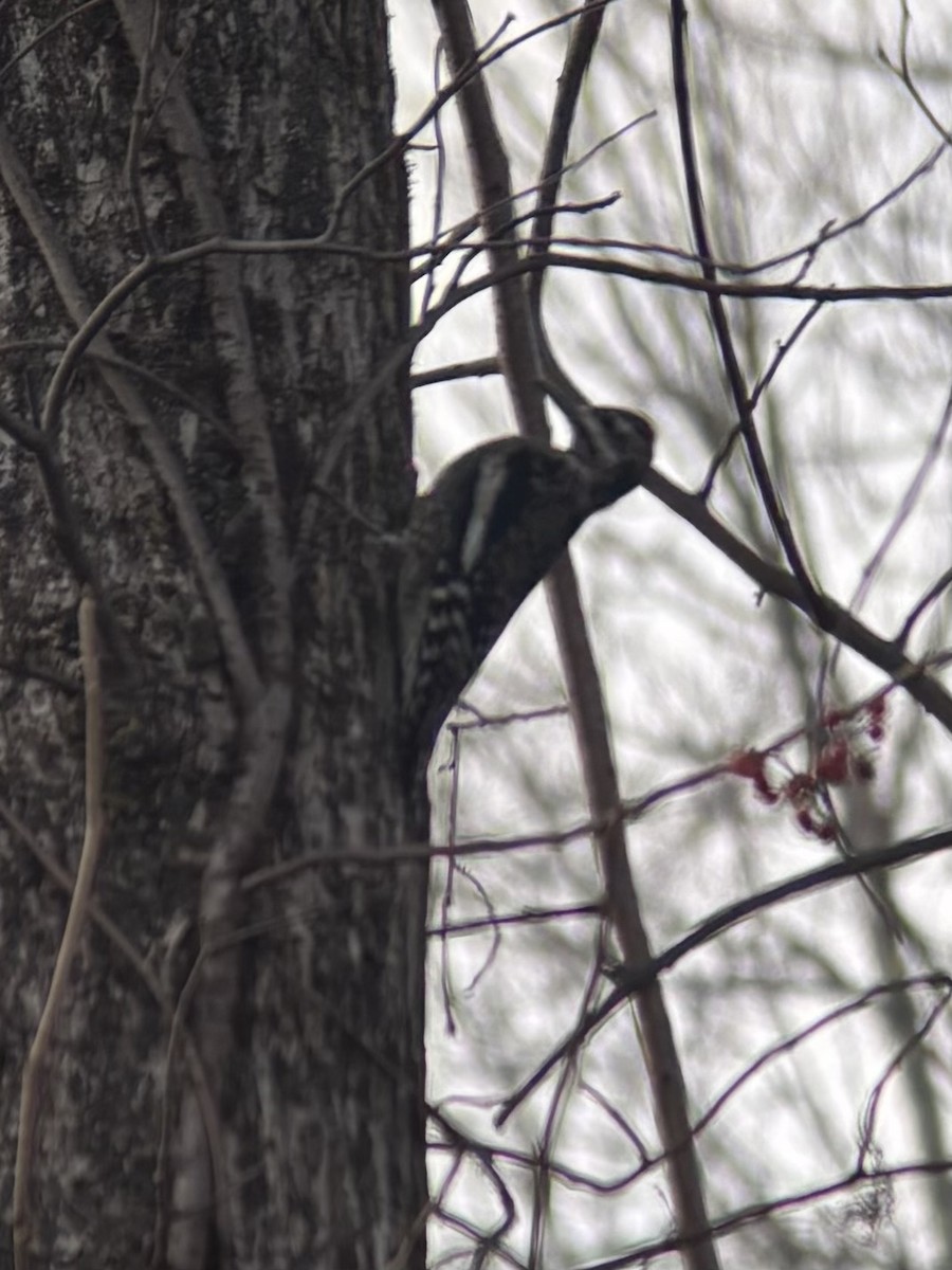 Yellow-bellied Sapsucker - ML646462778