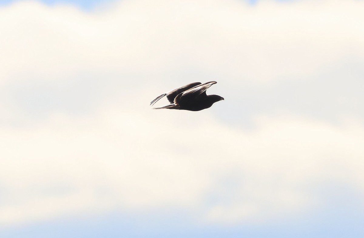 Greater Spotted Eagle - ML646462779