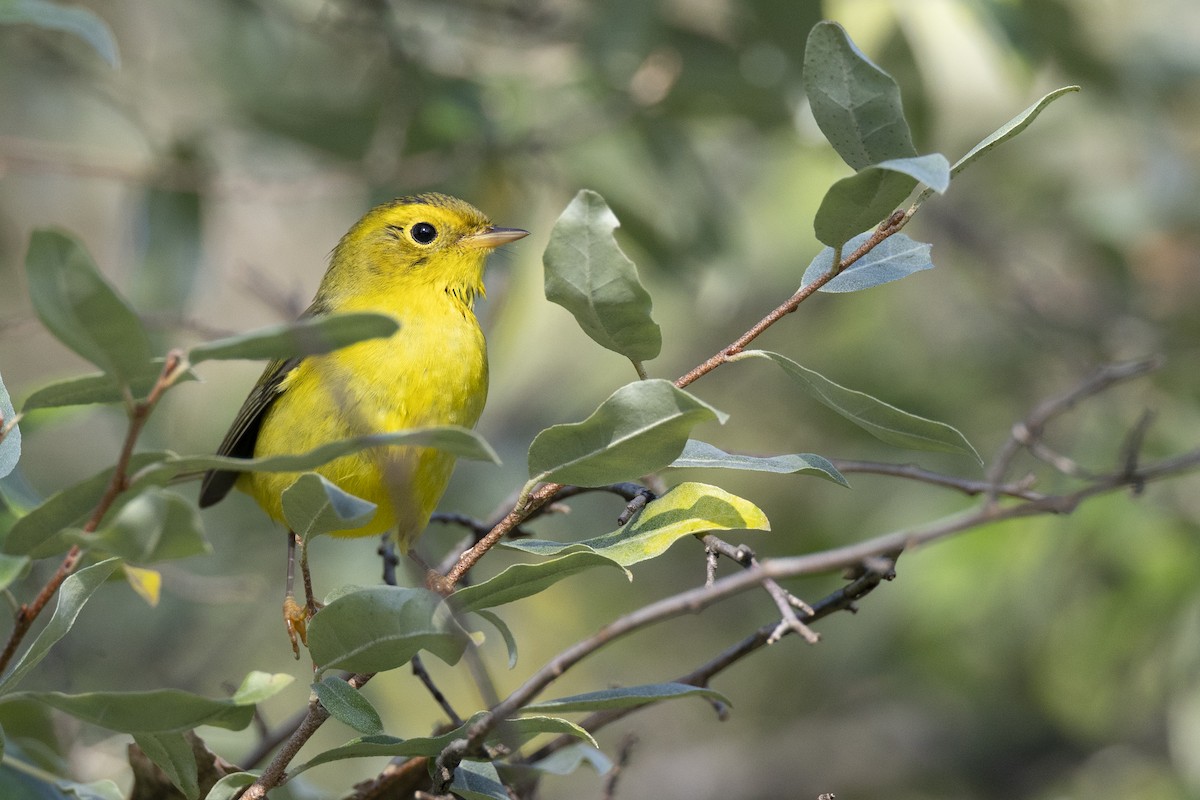 Wilson's Warbler - ML646462781