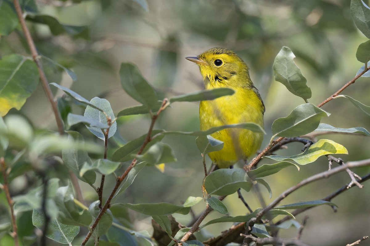 Wilson's Warbler - ML646462782
