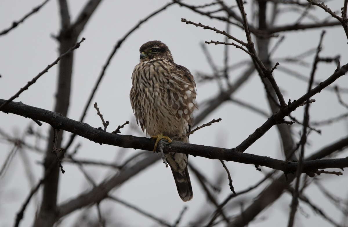 Merlin - ML646462783