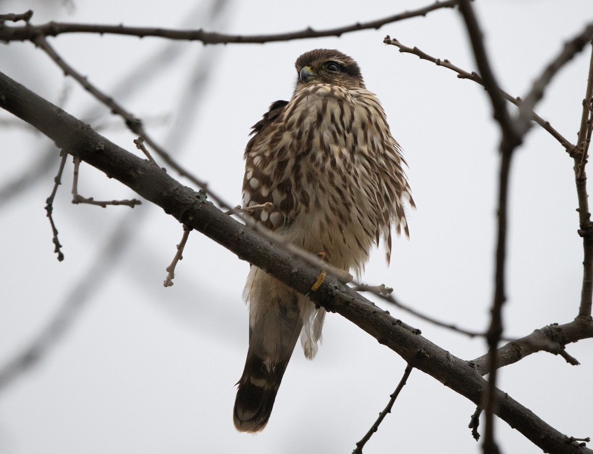 Merlin - ML646462785