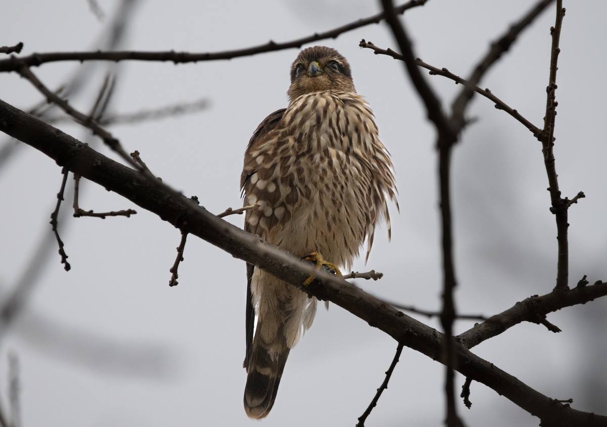 Merlin - ML646462786