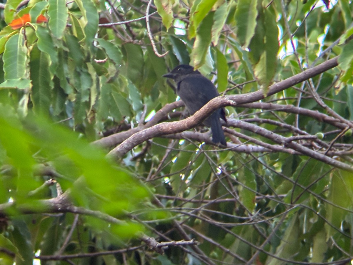 Jamaican Becard - ML646462787