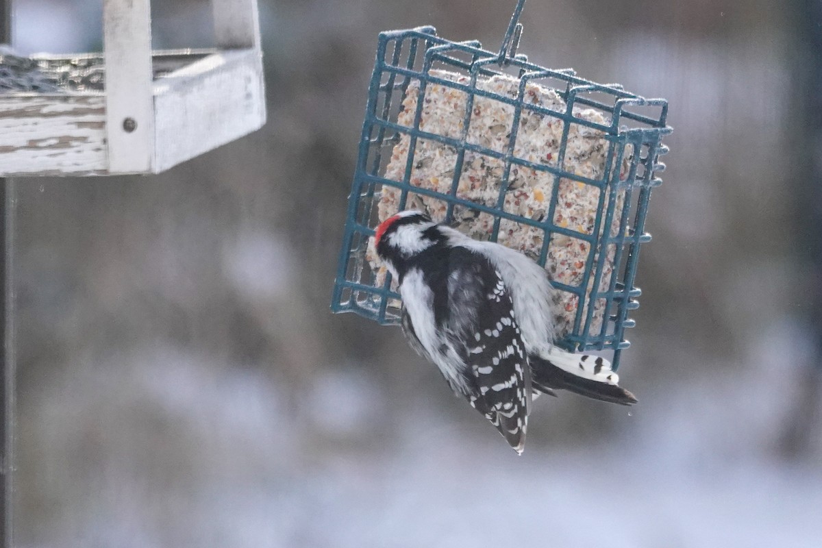 Downy Woodpecker - ML646462789