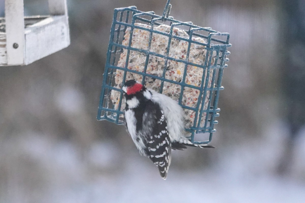 Downy Woodpecker - ML646462790