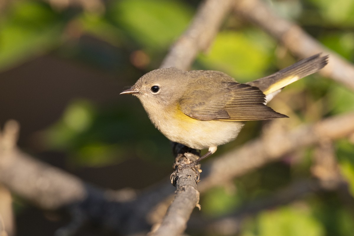 American Redstart - ML646462795