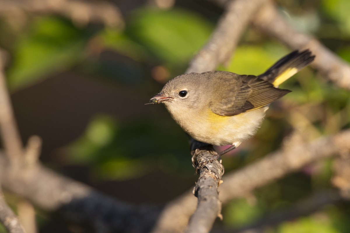 American Redstart - ML646462796