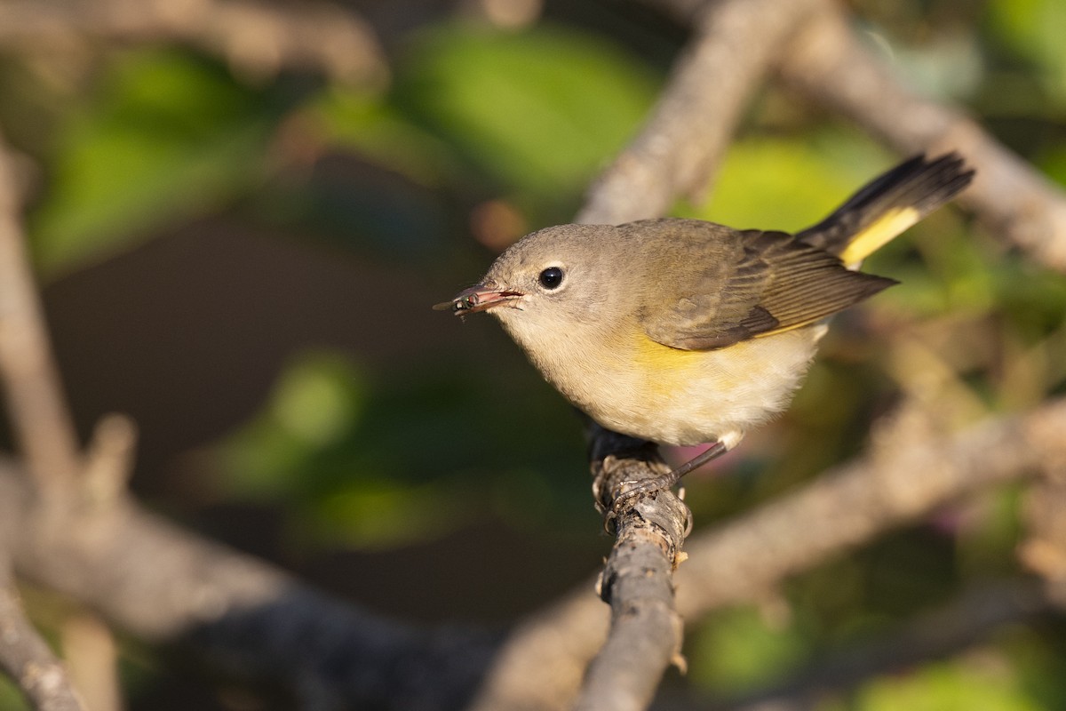 American Redstart - ML646462797