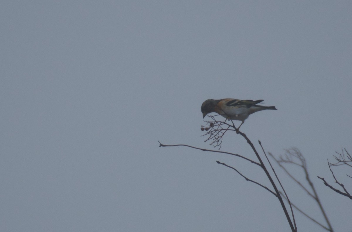 Brambling - ML646462798