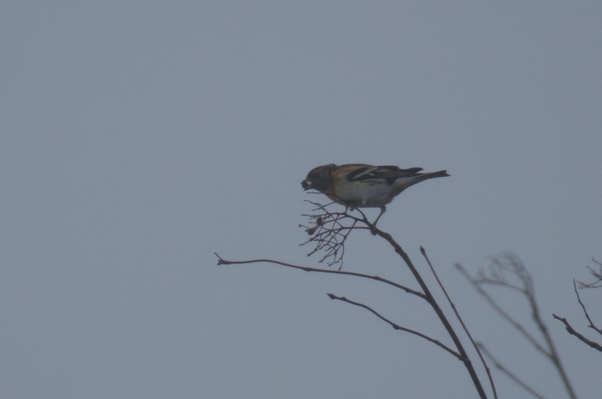 Brambling - ML646462799