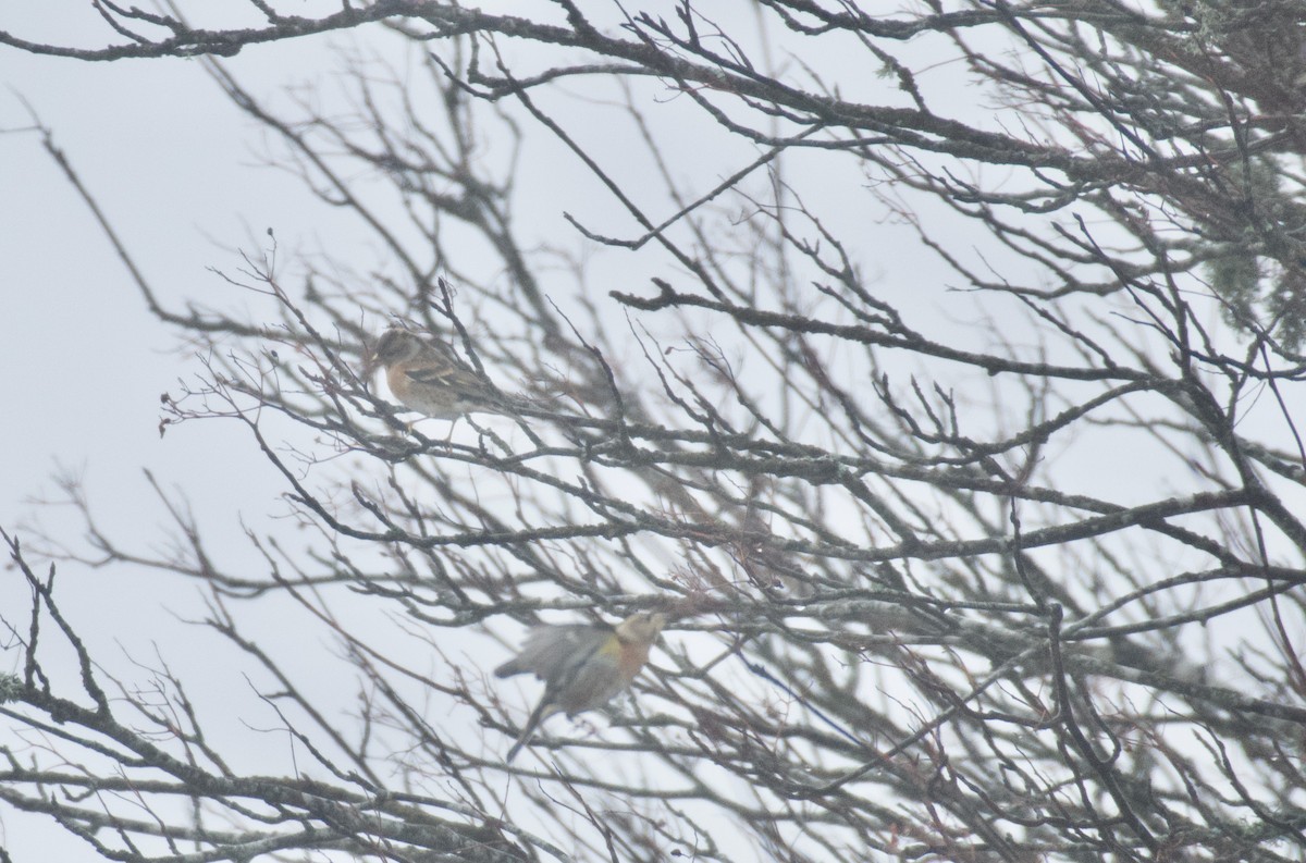 Brambling - ML646462801