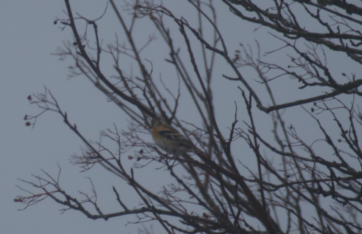 Brambling - ML646462802