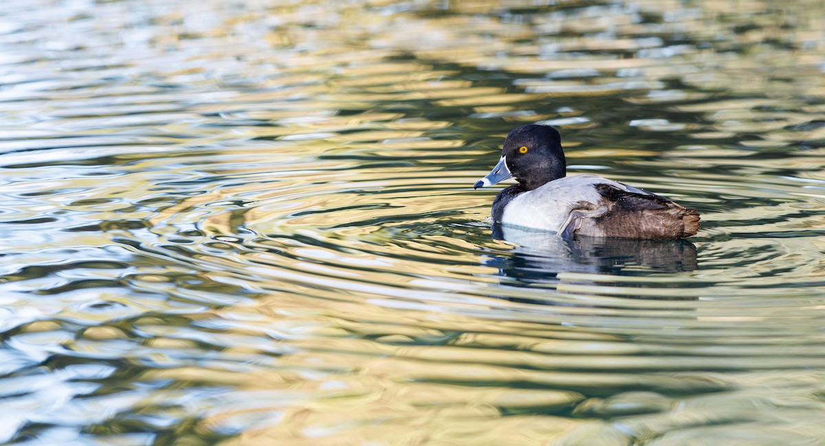 Moretta dal collare - ML646462803