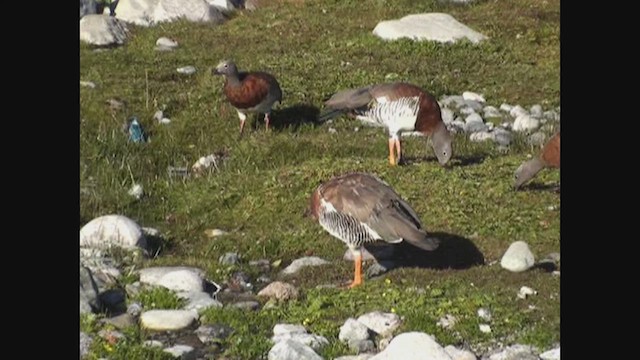 Ashy-headed Goose - ML646462804