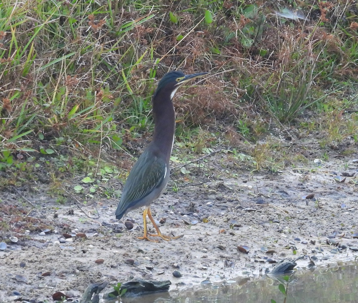 Green Heron - ML646462805