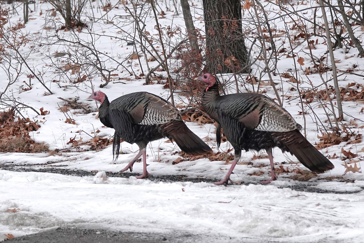 Wild Turkey - ML646462806