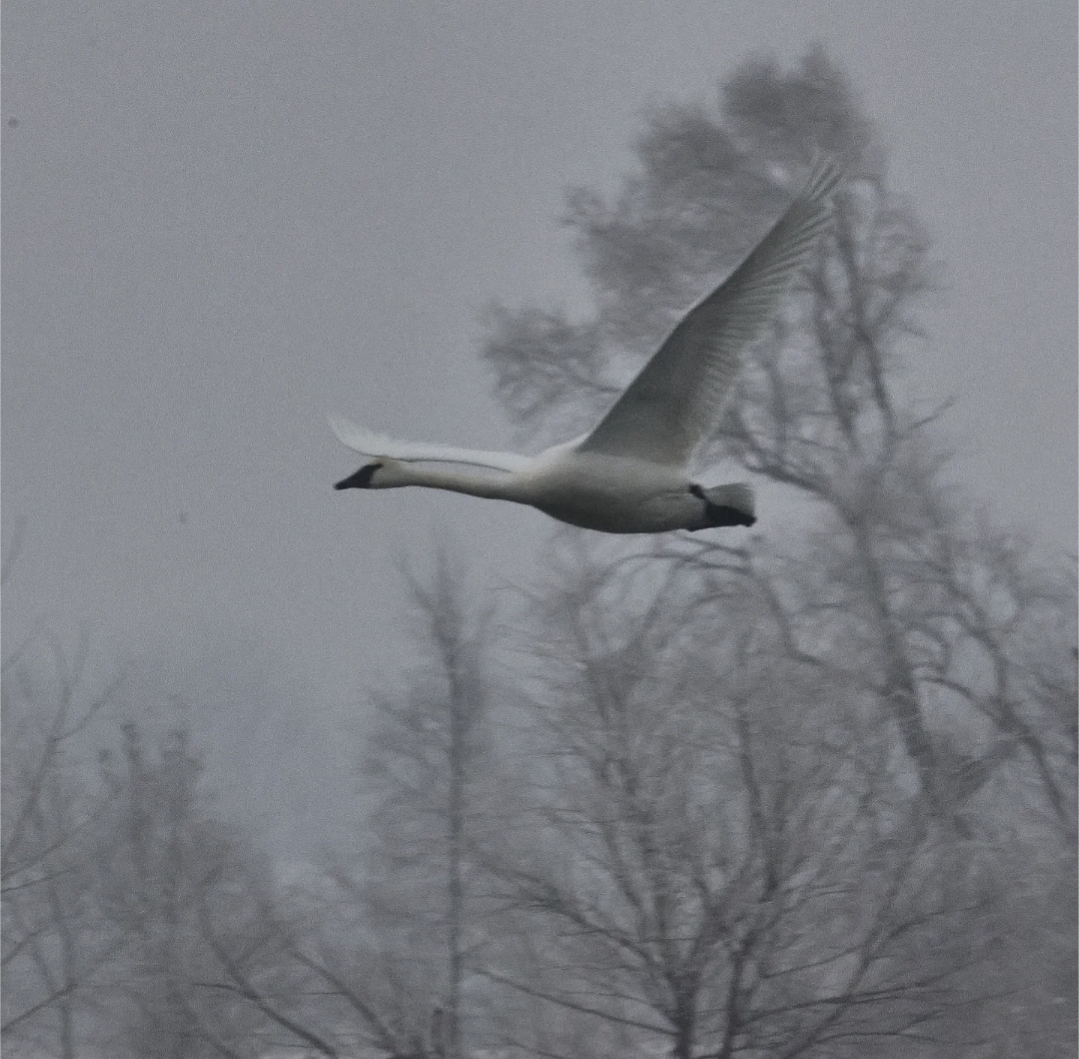 Trumpeter Swan - ML646462807