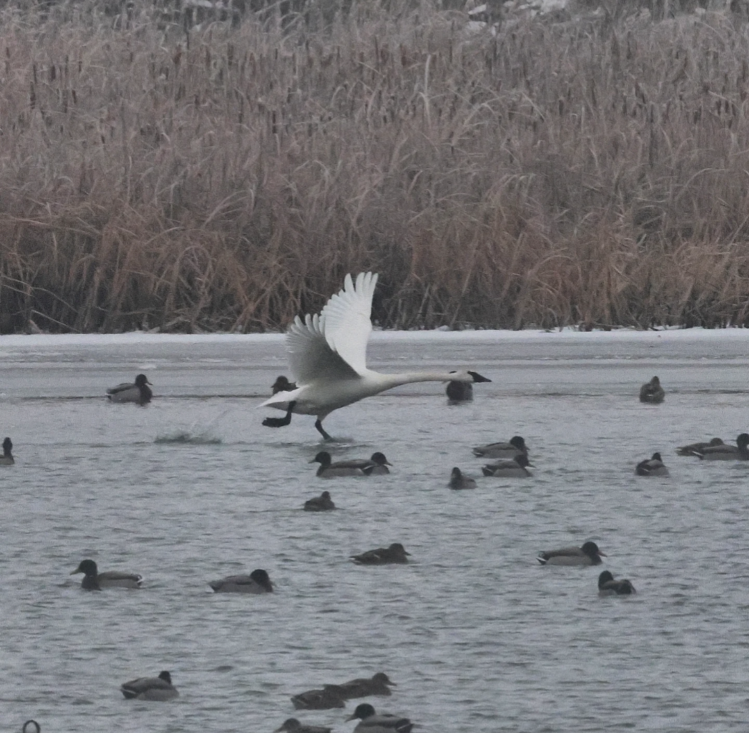 Trumpeter Swan - ML646462808