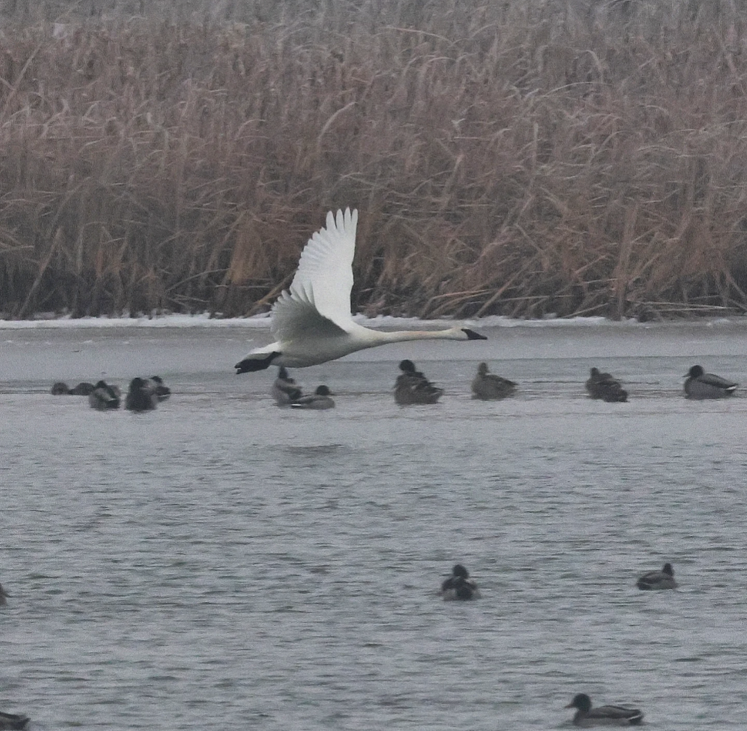 Trumpeter Swan - ML646462809
