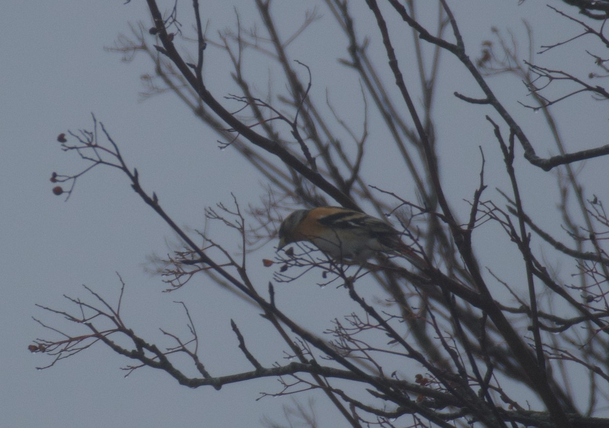 Brambling - ML646462811