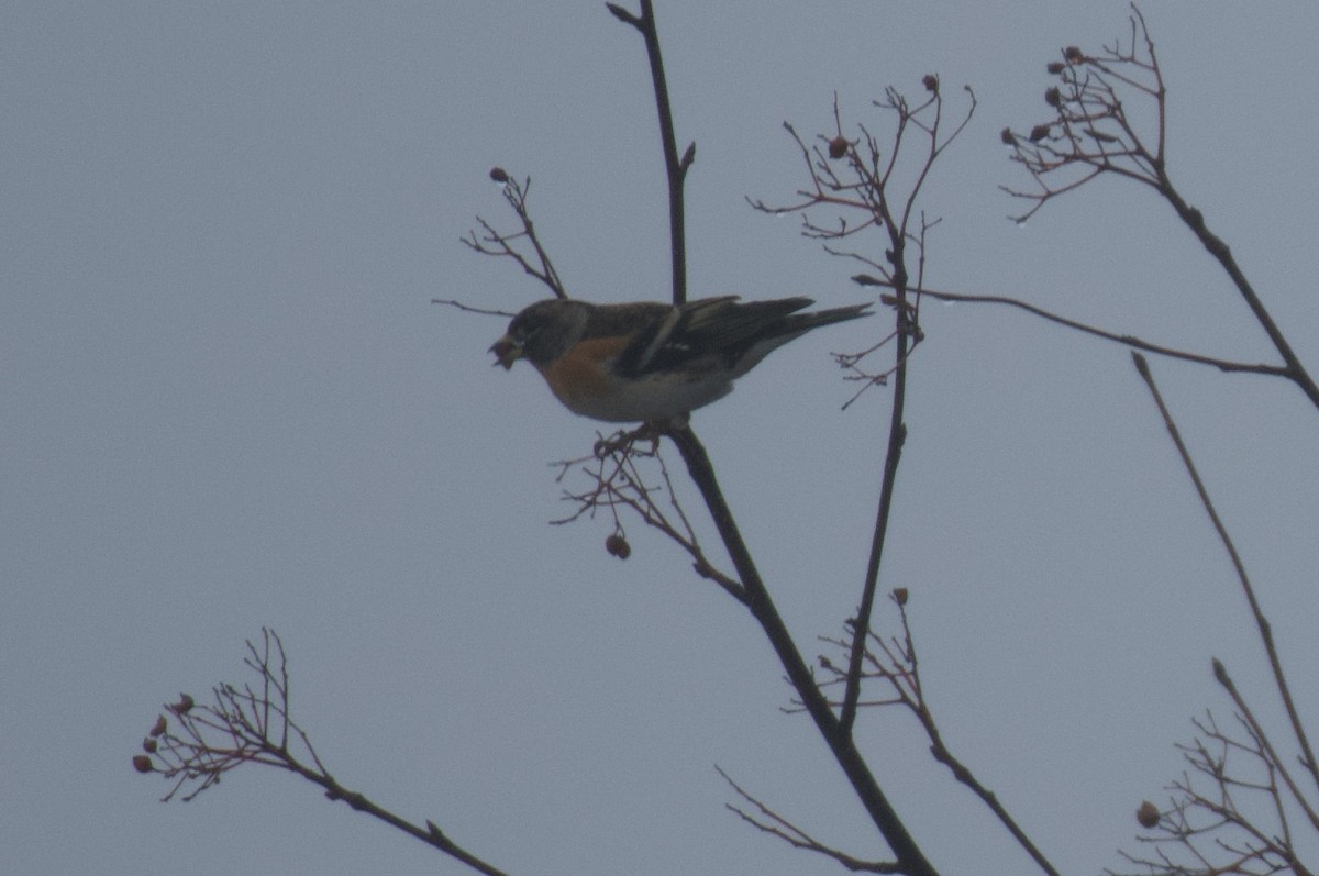 Brambling - ML646462812