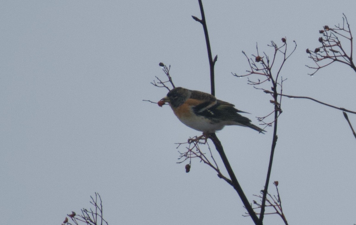 Brambling - ML646462813