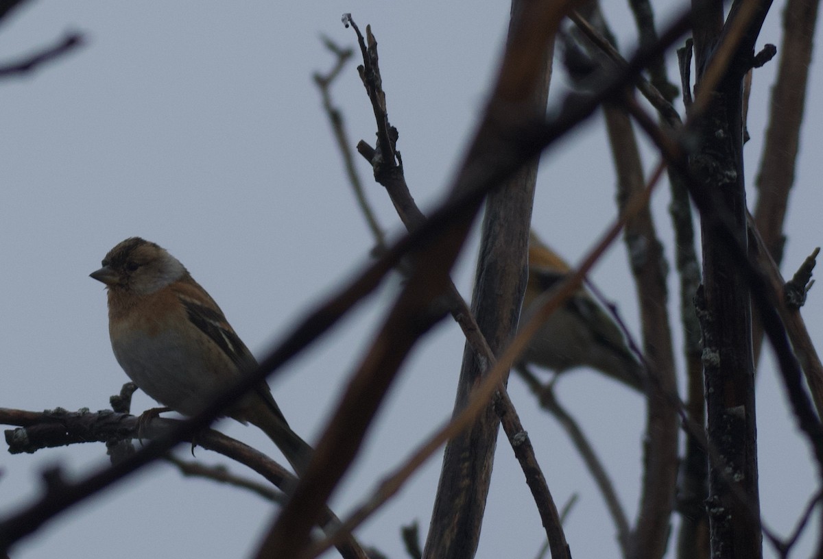 Brambling - ML646462814