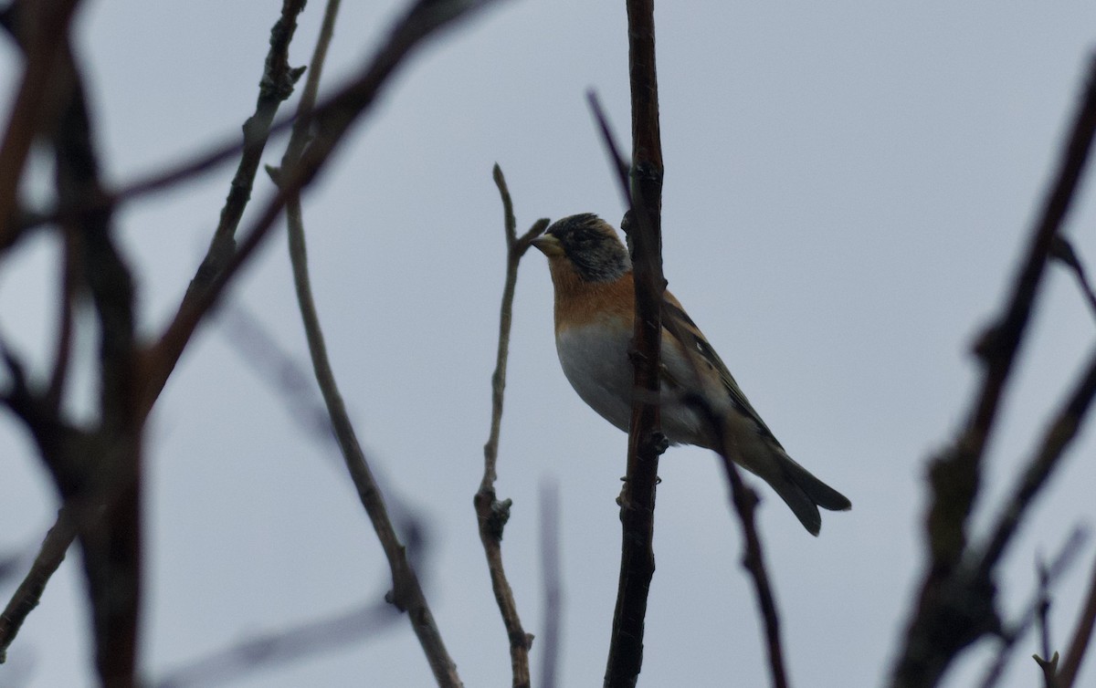 Brambling - ML646462815