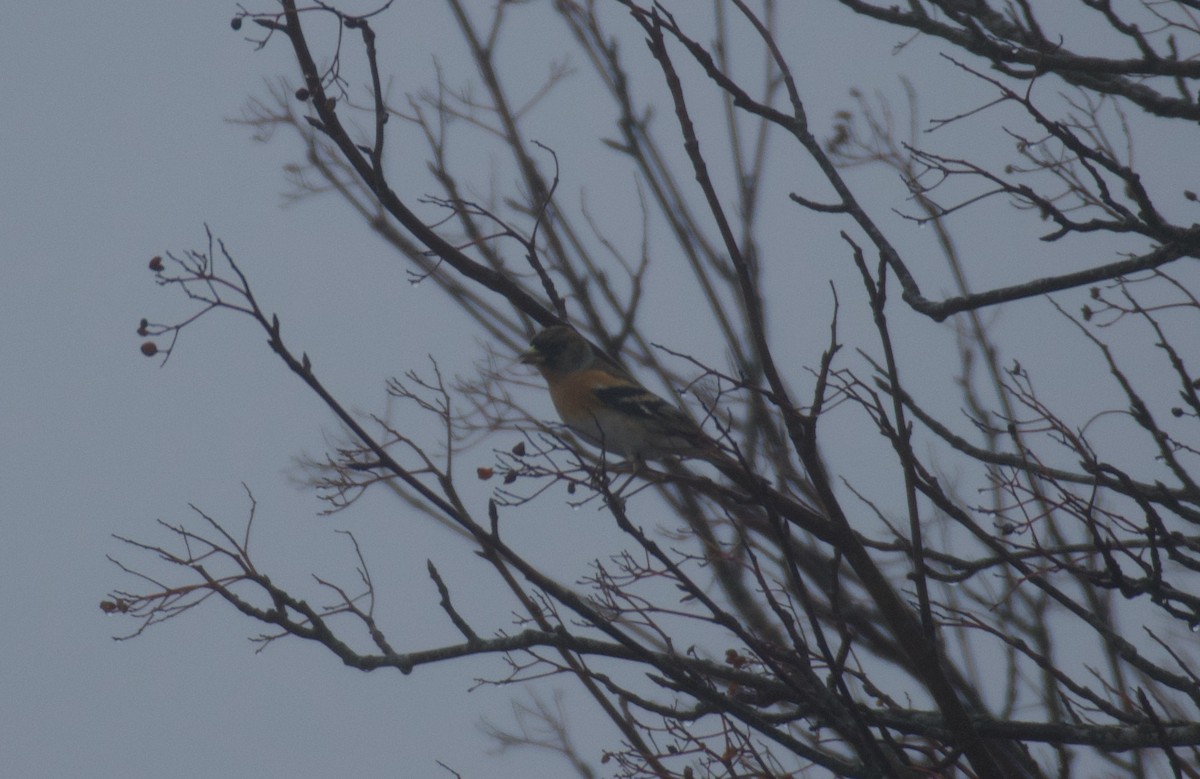 Brambling - ML646462816