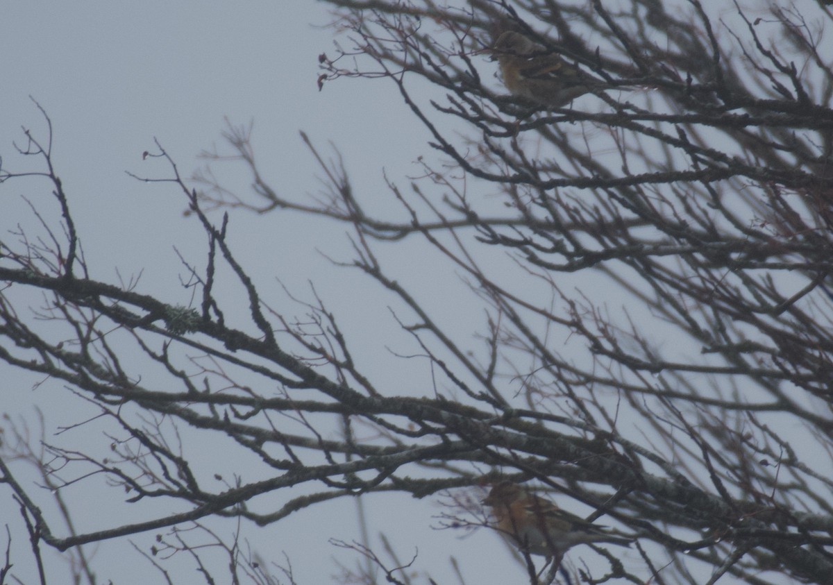 Brambling - ML646462817