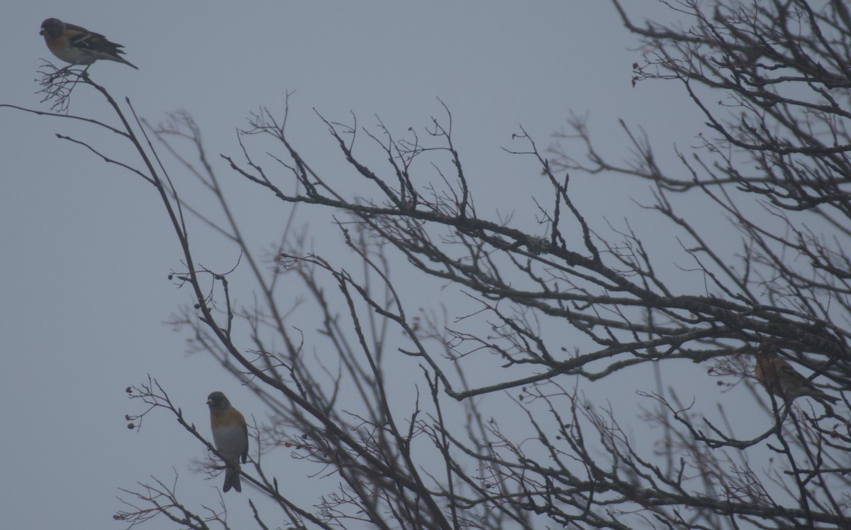 Brambling - ML646462818