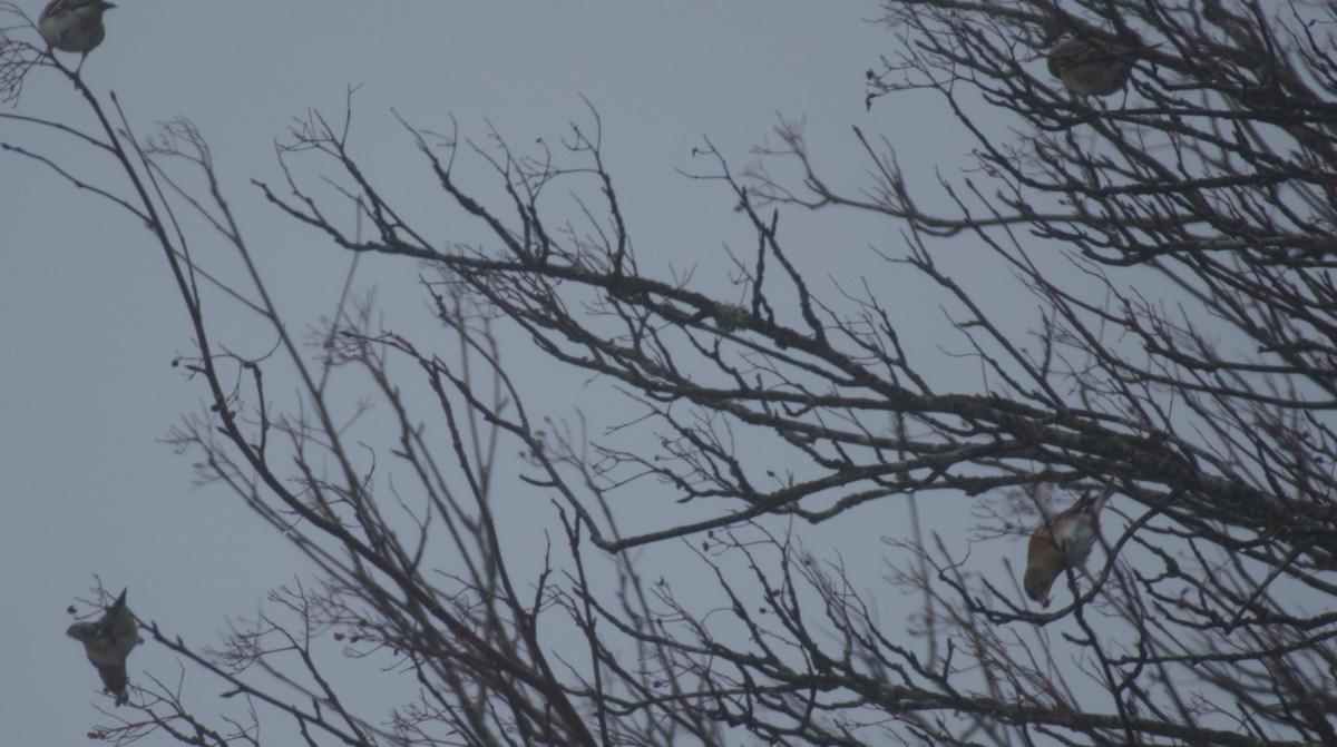 Brambling - ML646462819