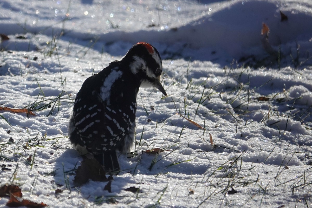 Hairy Woodpecker - ML646462820