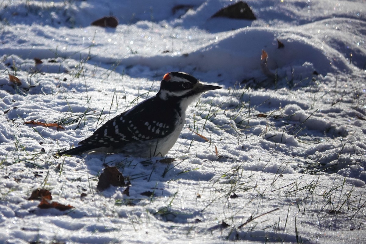 Hairy Woodpecker - ML646462821