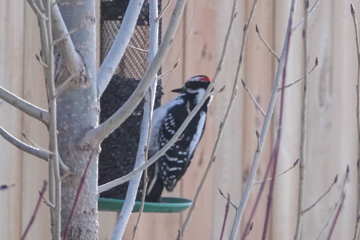 Hairy Woodpecker - ML646462822