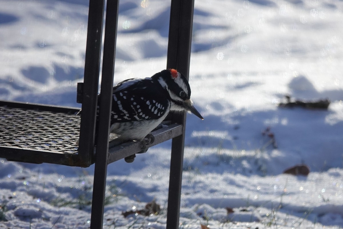 Hairy Woodpecker - ML646462823