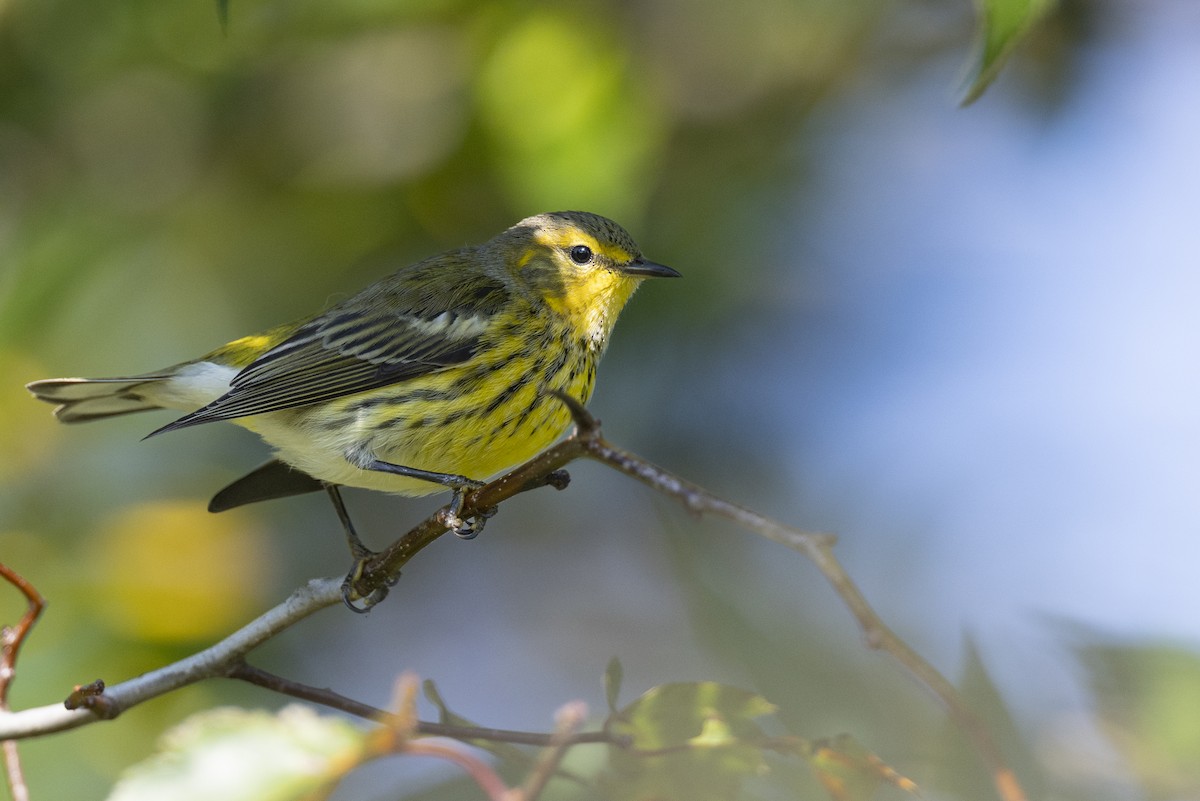 Cape May Warbler - ML646462825