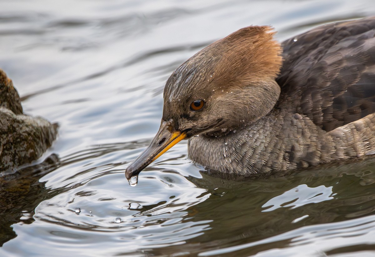 Hooded Merganser - ML646462826