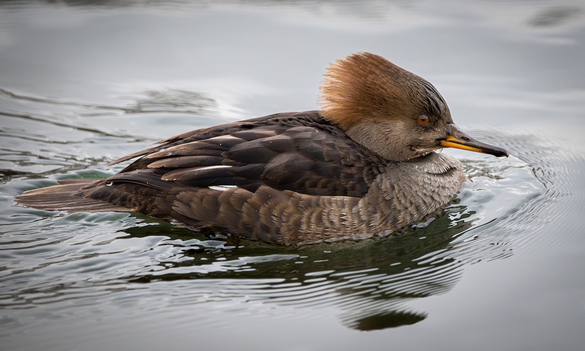Hooded Merganser - ML646462827
