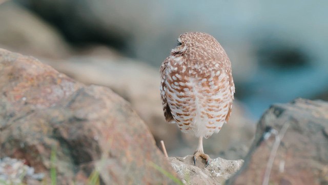 Burrowing Owl - ML646462828
