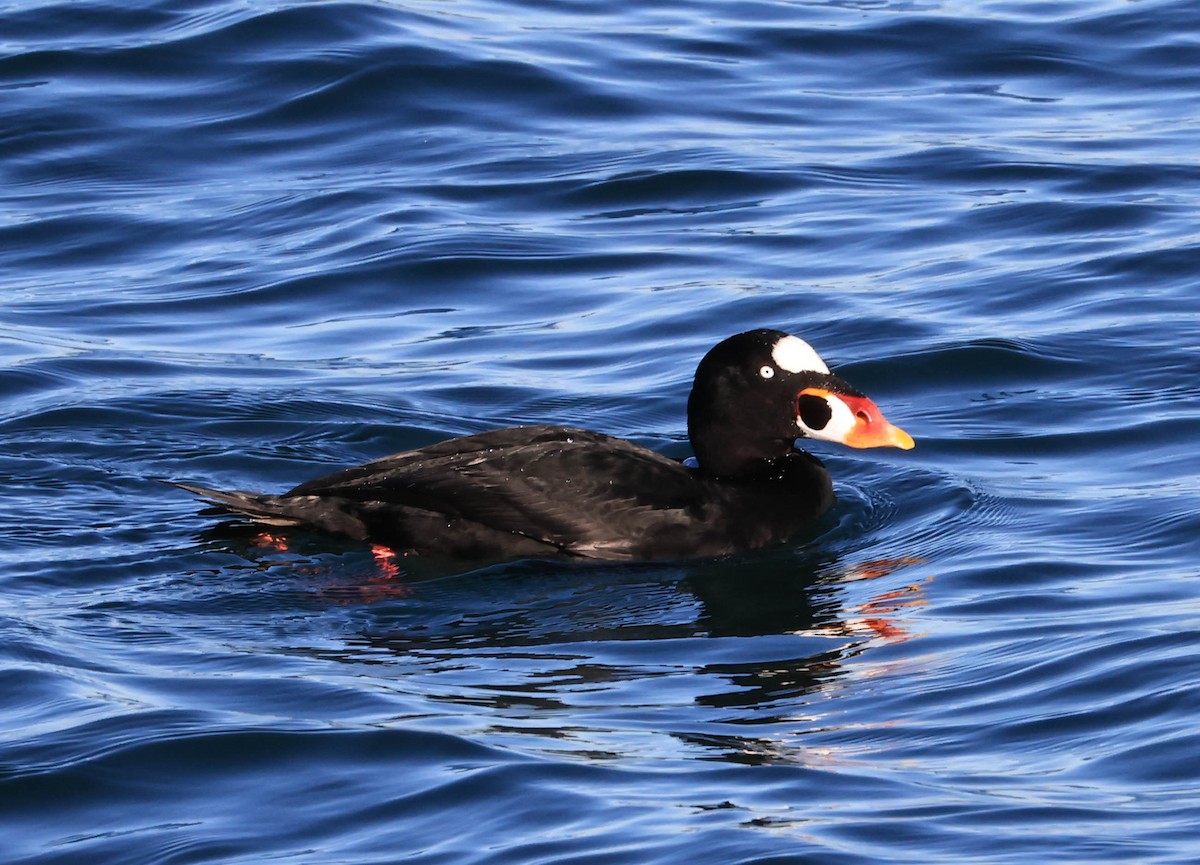 turpan pestrozobý - ML646462829