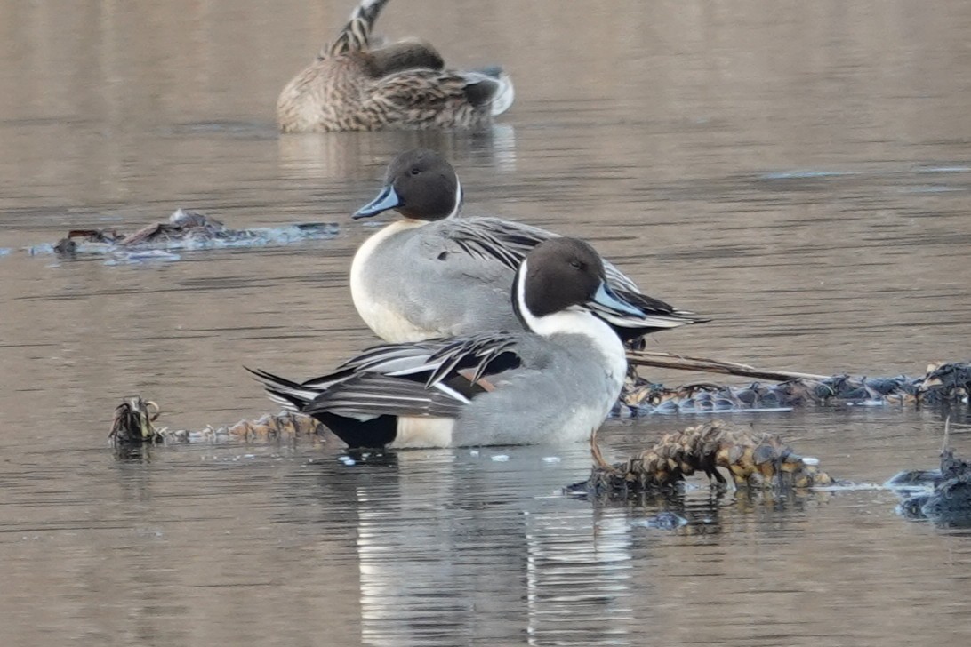 Northern Pintail - ML646462830