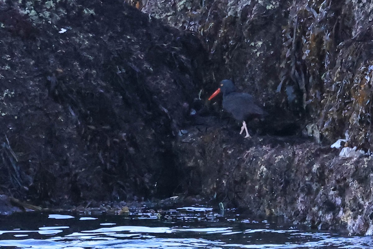 ústřičník západní - ML646462832