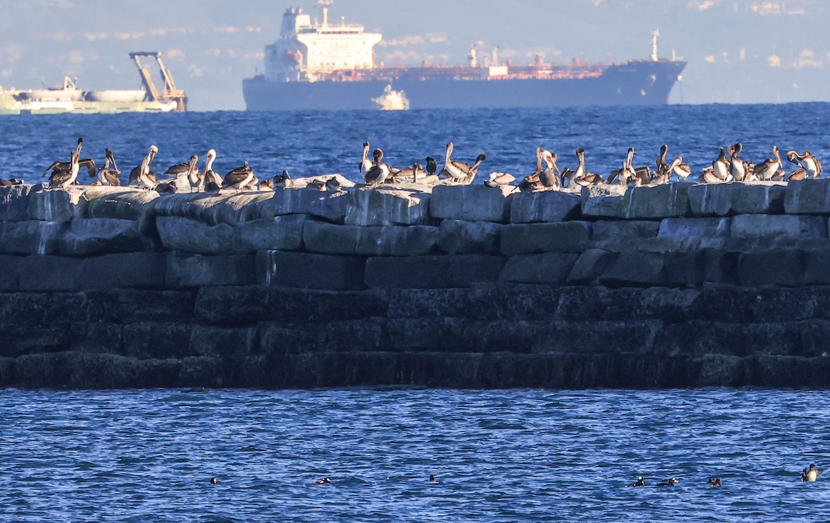 pelikán hnědý - ML646462839