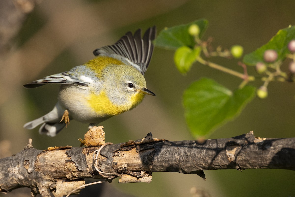 Northern Parula - ML646462849