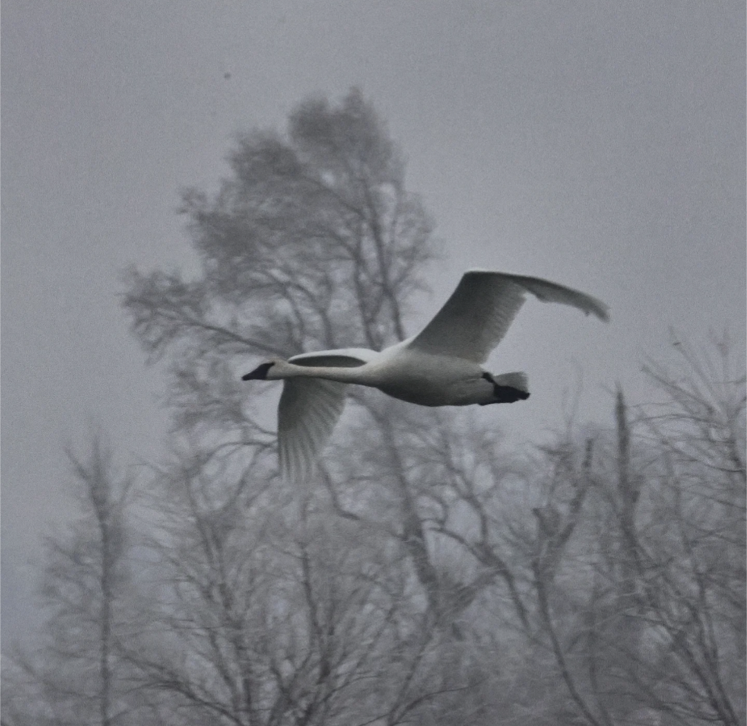 Trumpeter Swan - ML646462850