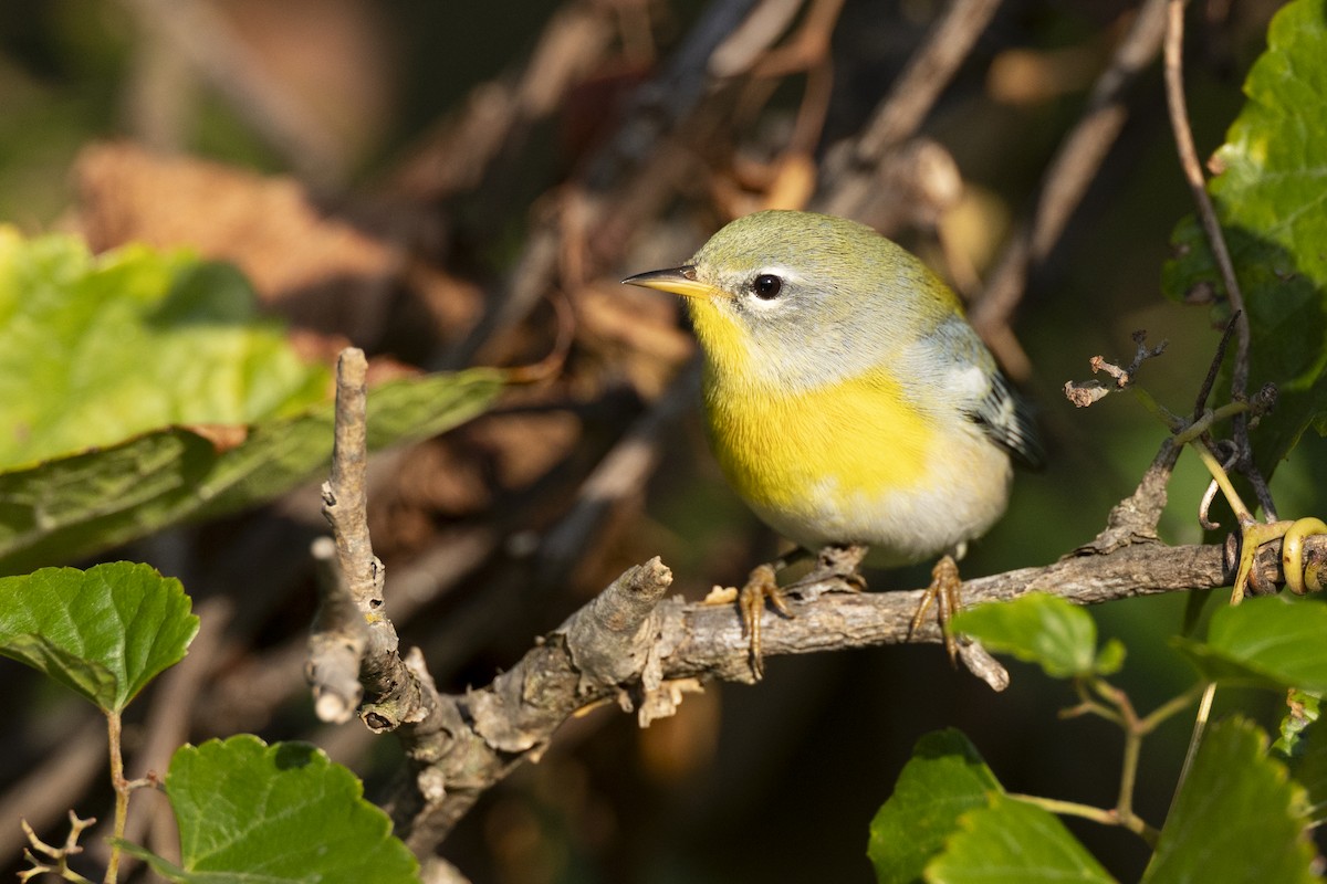 Northern Parula - ML646462851