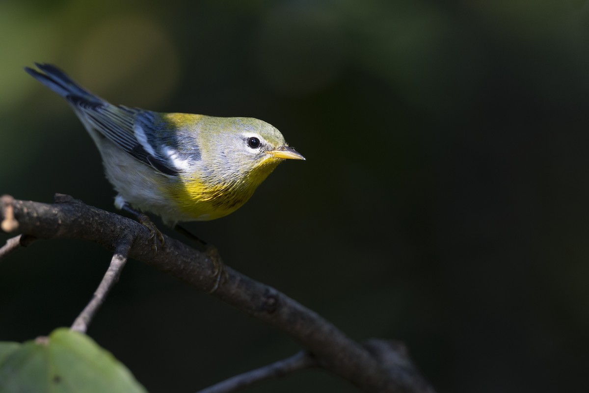 Northern Parula - ML646462852